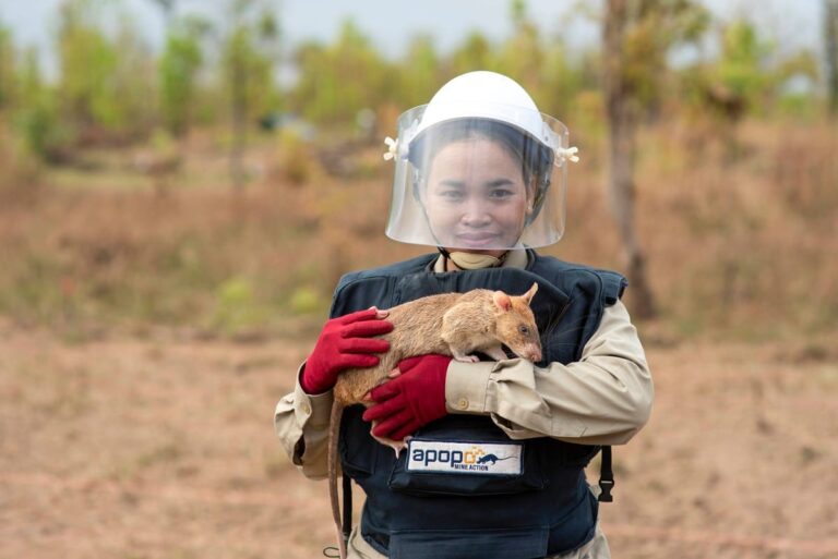 APOPO’s HeroRats – How Rats Save Human Lives in Cambodia APOPO’s HeroRats – How Rats Save Human Lives in Cambodia